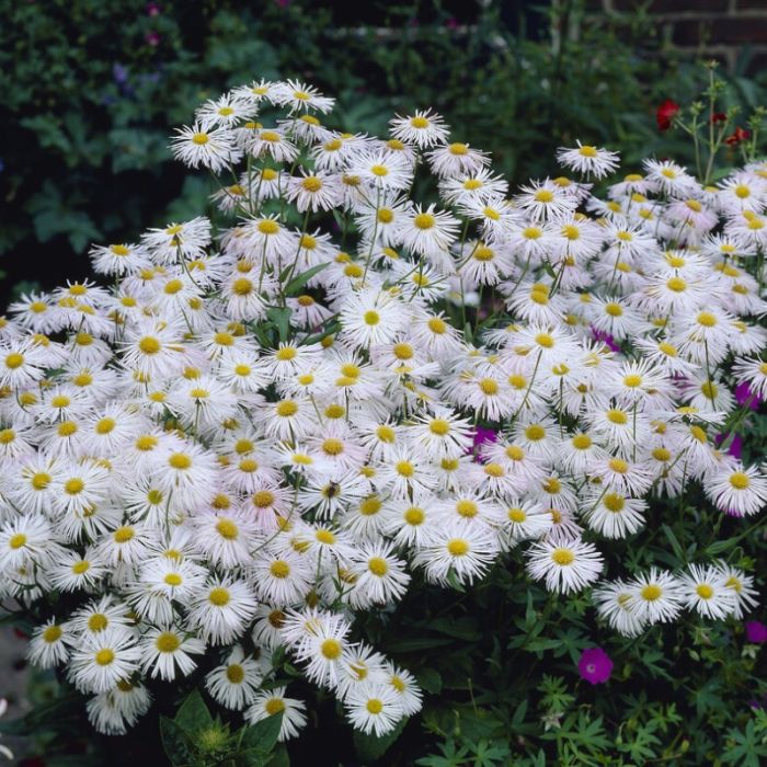Erigeron 'Sommerneuschnee' - Fijnstraal