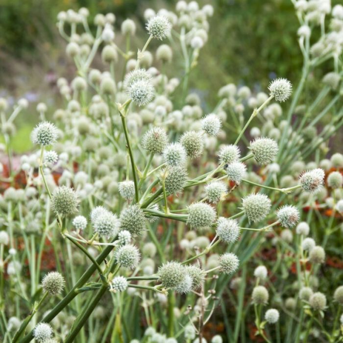 Eryngium yuccifolium - Kruisdistel
