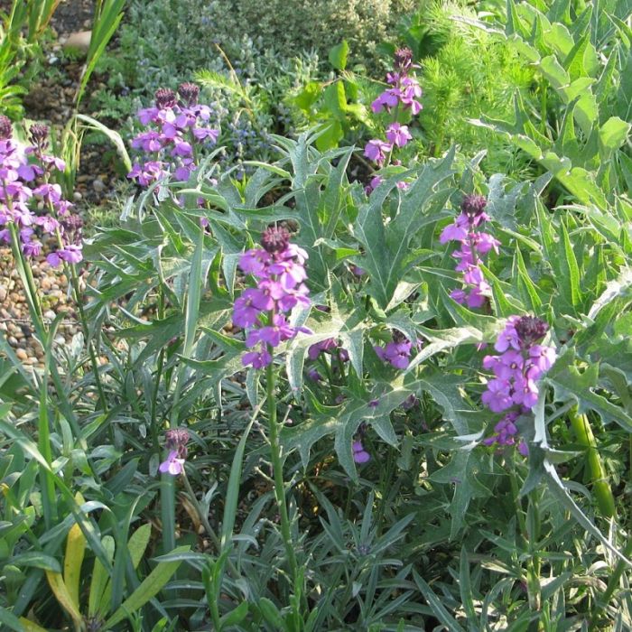 Erysimum 'Bowles Mauve' - Steenraket Erysimum 'Bowles Mauve' - Steenraket