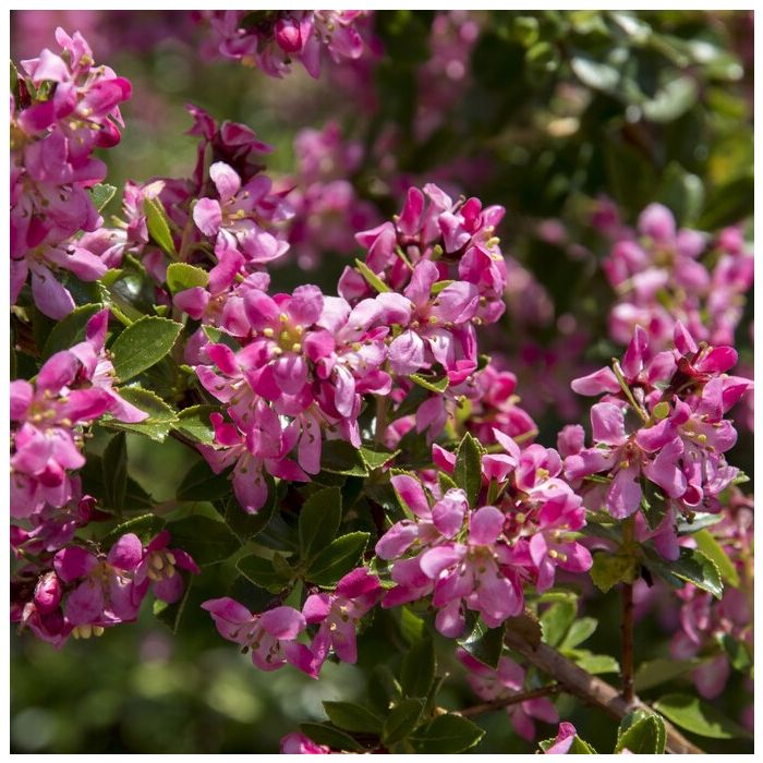 Escallonia 'Donard Seedling'