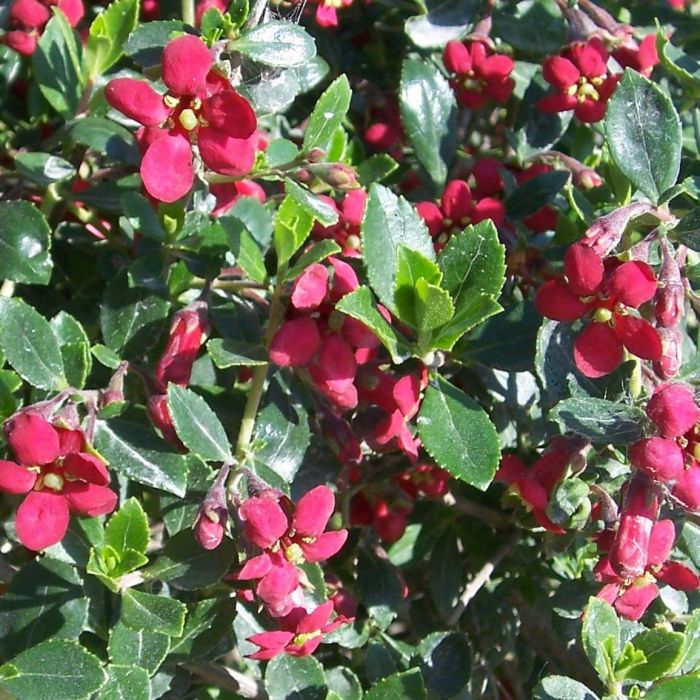 Escallonia 'Red Dream' 