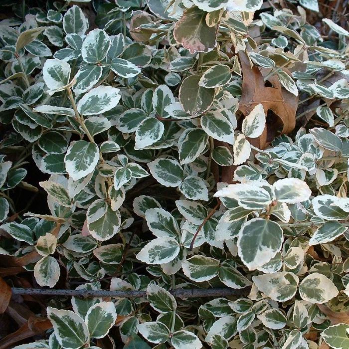 Euonymus fortunei Emerald Gaiety - Kardinaalsmuts of Kardinaalshoed