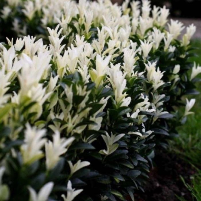 Euonymus japonica 'Paloma Blanca' - Bonte Kardinaalsmuts of Kardinaalshoed