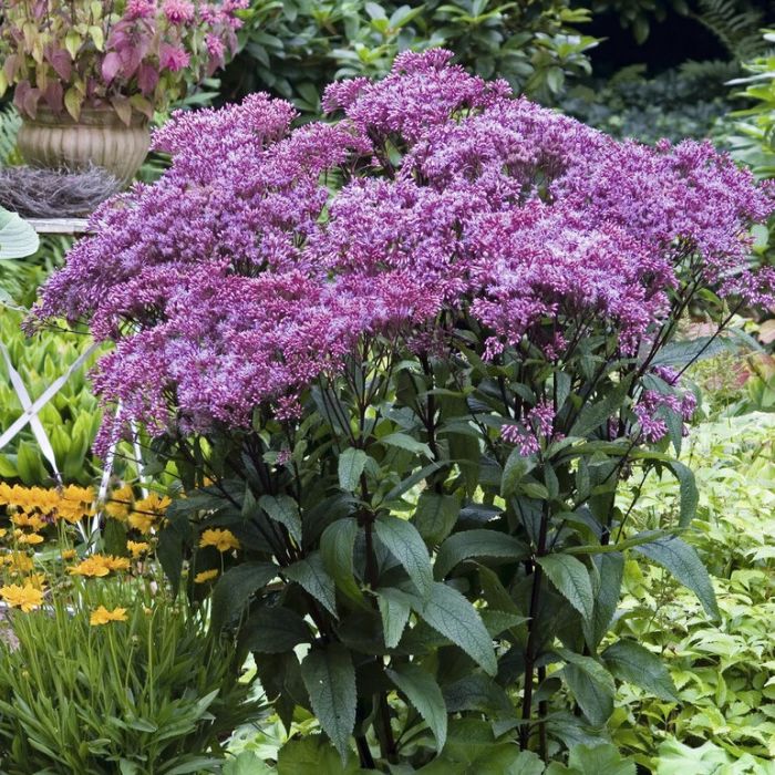 Eupatorium 'Baby Joe' - Leverkruid