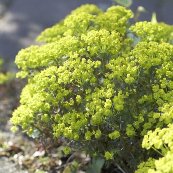 Euphorbia cyparissias 'Clarice Howard' - Wolfsmelk