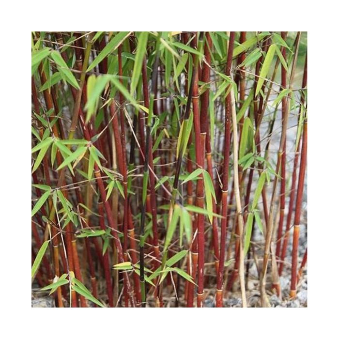 Fargesia scabrida 'Asian Wonder' - Sierbamboe