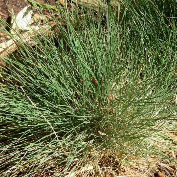 Festuca amethystina - Blauw Schapengras