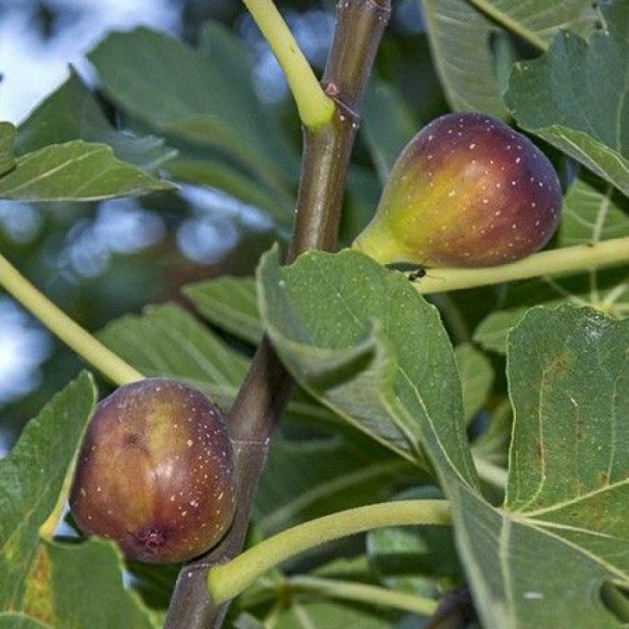 Ficus carica 'Del Portogallo'