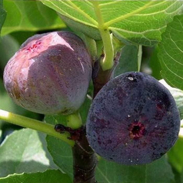 Ficus\u0020carica\u0020\u0027Rouge\u0020de\u0020Bordeaux\u0027 Ficus\u0020carica\u0020\u0027Rouge\u0020de\u0020Bordeaux\u0027