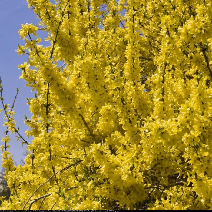 Forsythia intermedia 'Minigold' - Chinees Dwergklokje