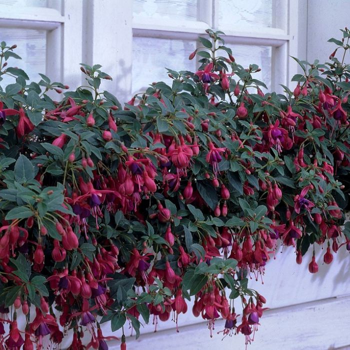Fuchsia 'Tom Thumb' - Bellenplant