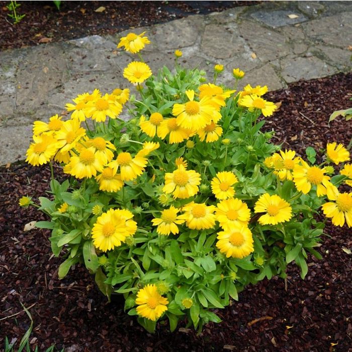 Gaillardia 'Mesa Yellow' - Kokardebloem