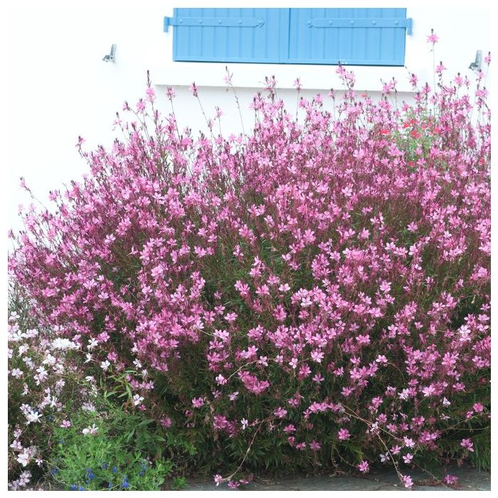 Gaura lindheimeri 'Siskiyou Pink' - Prachtkaars