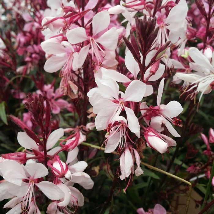 Gaura lindheimeri 'Gaudi Pink' - Prachtkaars