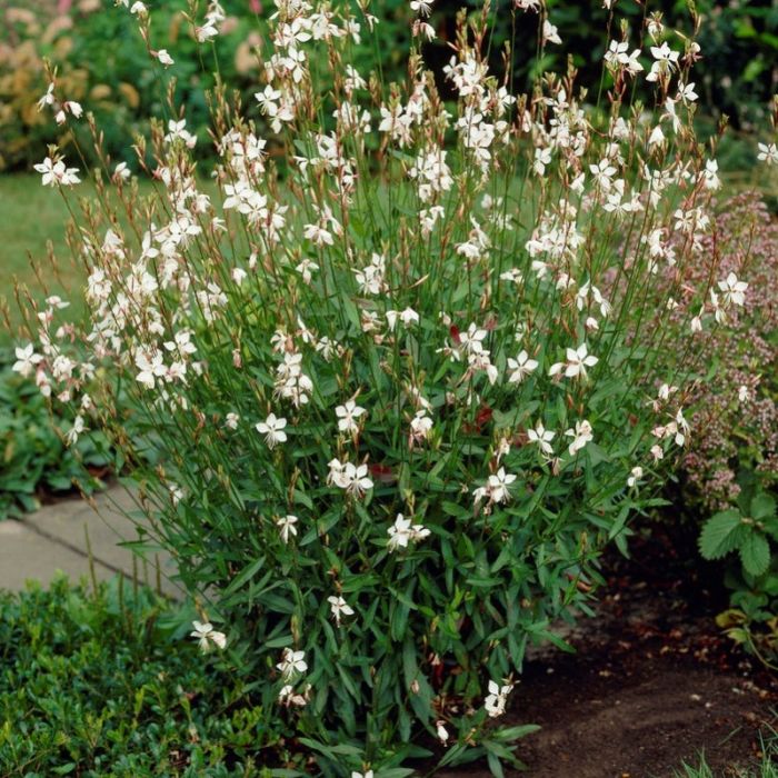 Gaura lindheimeri 'Whirling Butterflies' - Prachtkaars