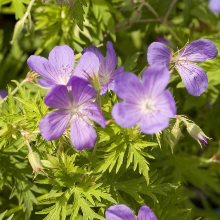 Geranium\u0020\u0027Brookside\u0027\u0020\u002D\u0020Ooievaarsbek Geranium\u0020\u0027Brookside\u0027\u0020\u002D\u0020Ooievaarsbek