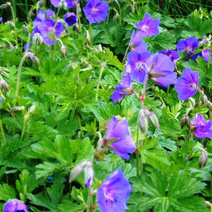Geranium\u0020himalayense\u0020\u0027Gravetye\u0027\u0020\u002D\u0020Ooievaarsbek Geranium\u0020himalayense\u0020\u0027Gravetye\u0027\u0020\u002D\u0020Ooievaarsbek