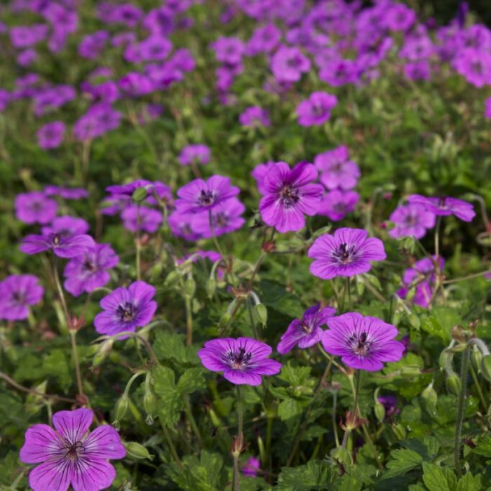 Geranium 'Pink Penny' - Ooievaarsbek