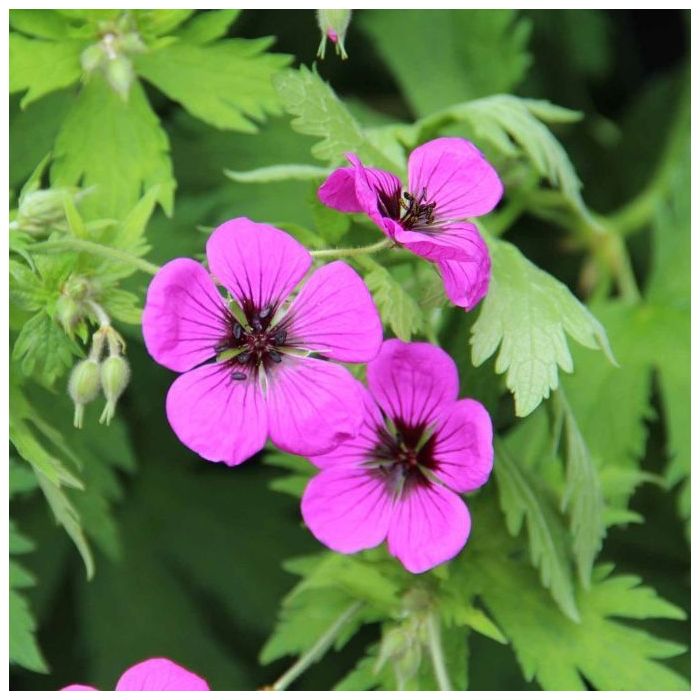 Geranium psilostemon - Ooievaarsbek