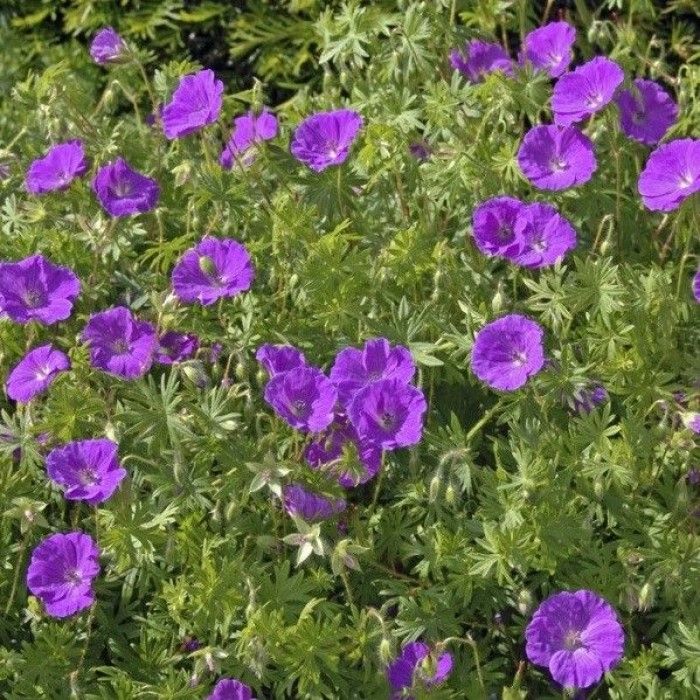 Geranium Sanguineum - Bloedooievaarsbek