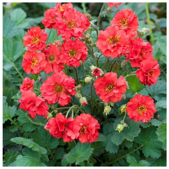 Geum chiloense 'Mrs Bradshaw' - Nagelkruid
