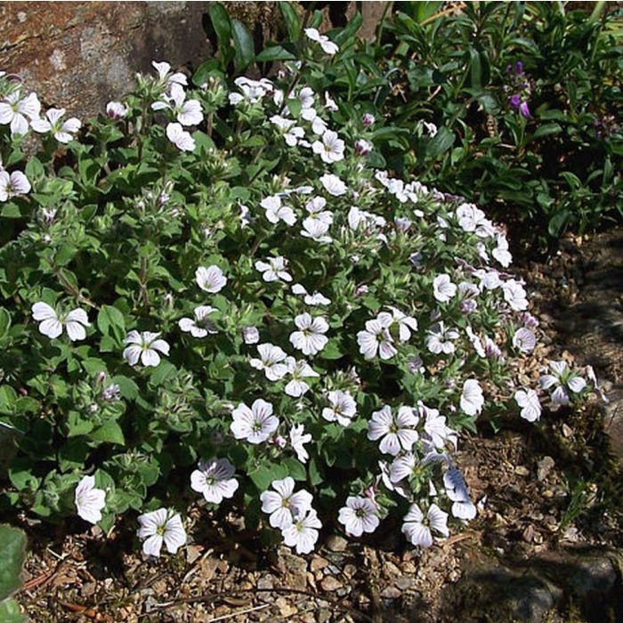 Gypsophila cerastioides - Kuikenkruid