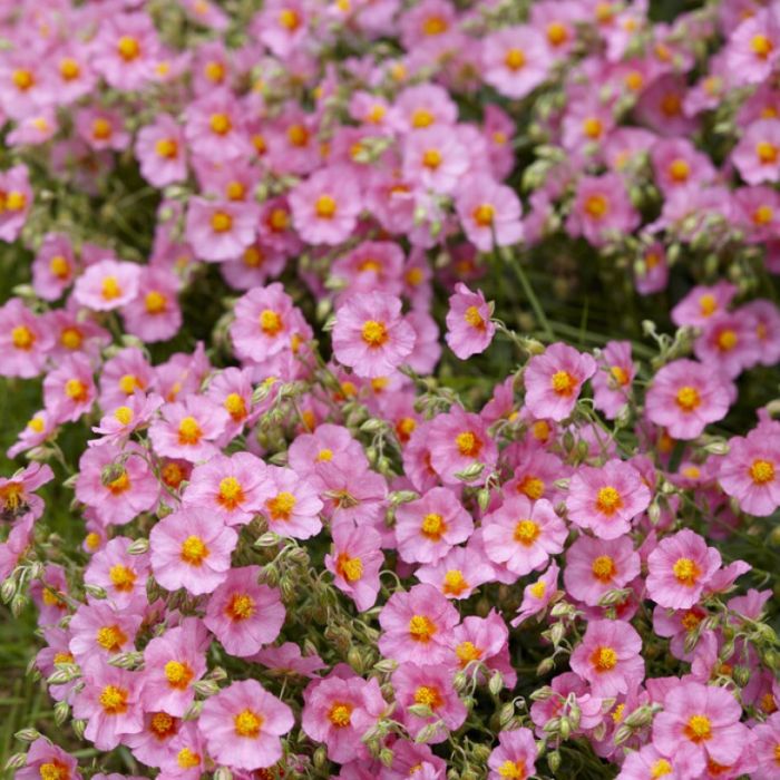 Helianthemum 'Lawrenson's Pink' - Zonneroosje