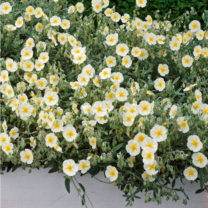 Helianthemum 'The Bride' - Zonneroosje