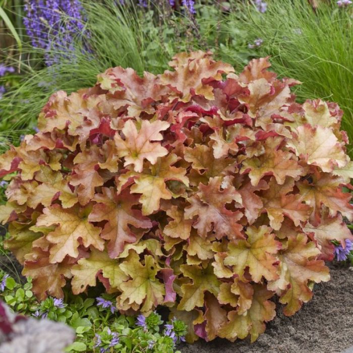 Heuchera Marmalade - Purperklokje