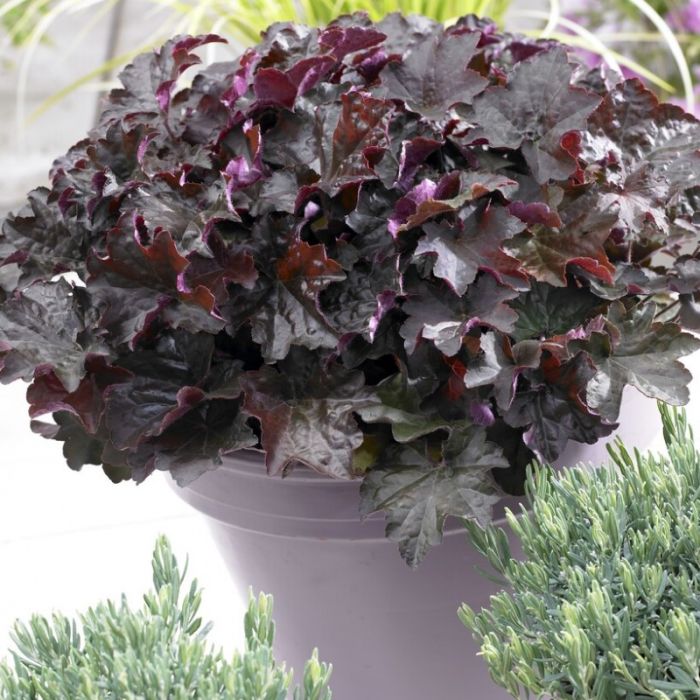 Heuchera micrantha 'Palace Purple' - Purperklokje