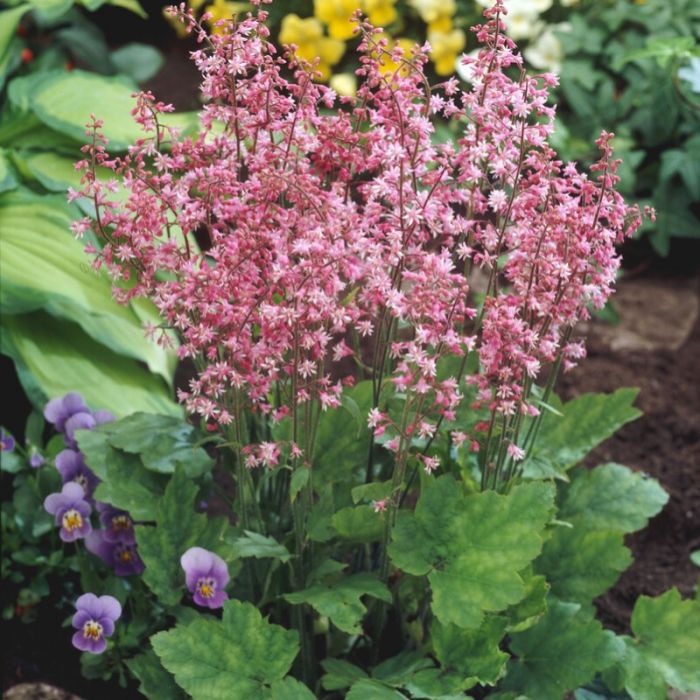Heucherella alba 'Bridget Bloom' - Schuimklokje