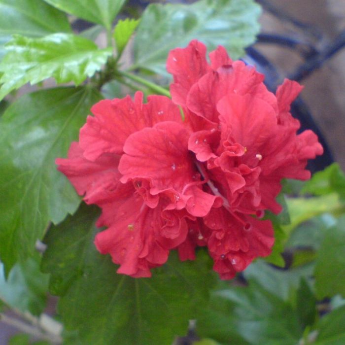 Hibiscus syriacus 'Duc de Brabant' - Altheastruik