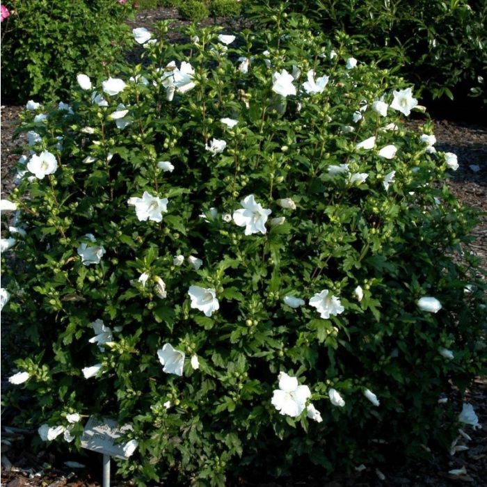Hibiscus syriacus 'Totus Albus' - Altheastruik