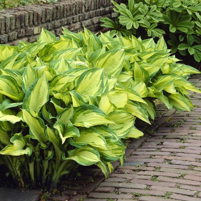 Hosta fortunei 'Albopicta' - Hartlelie