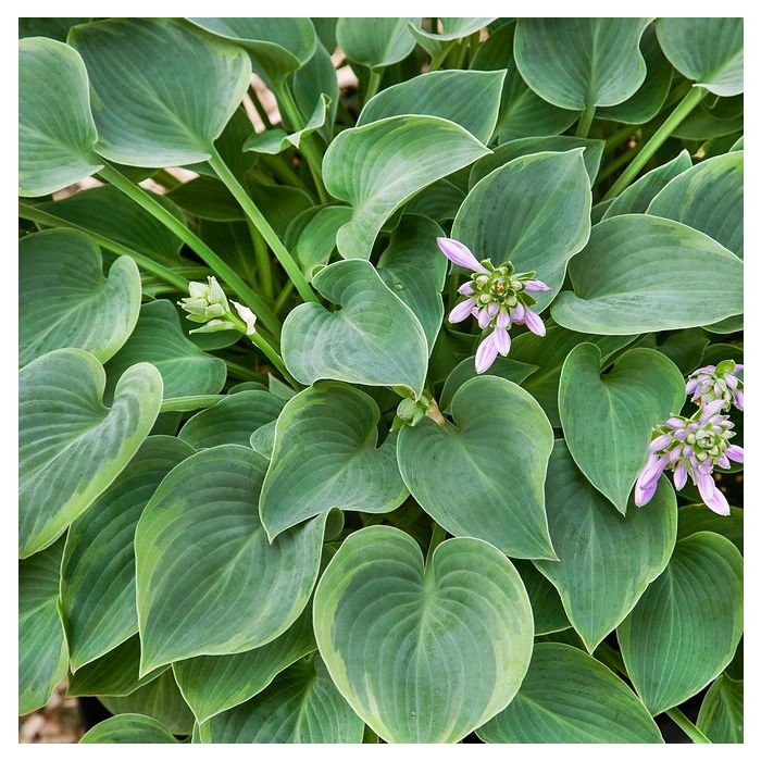 Hosta\u0020\u0027Toy\u0020Soldier\u0027\u0020\u002D\u0020Hartlelie Hosta\u0020\u0027Toy\u0020Soldier\u0027\u0020\u002D\u0020Hartlelie