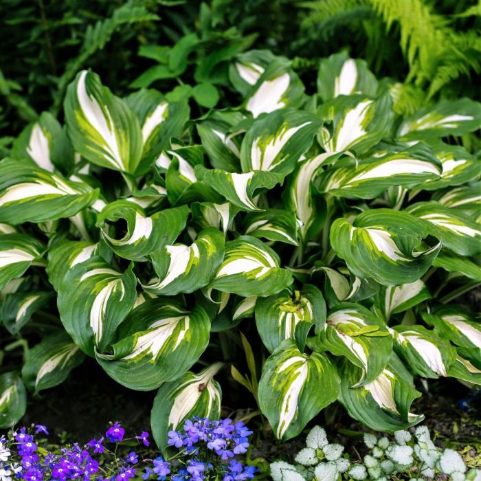 Hosta undulata 'Mediovariegata' - Hartlelie