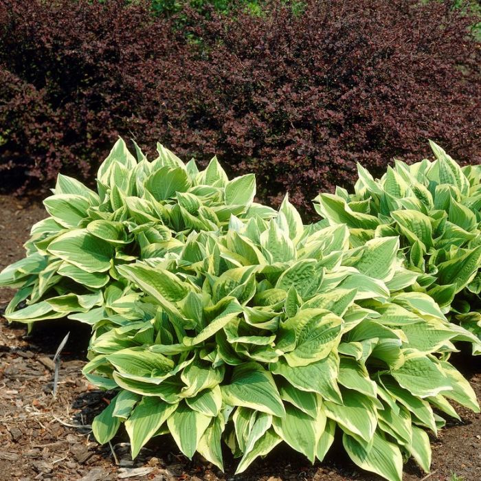 Hosta 'Wide Brim' - Hartlelie