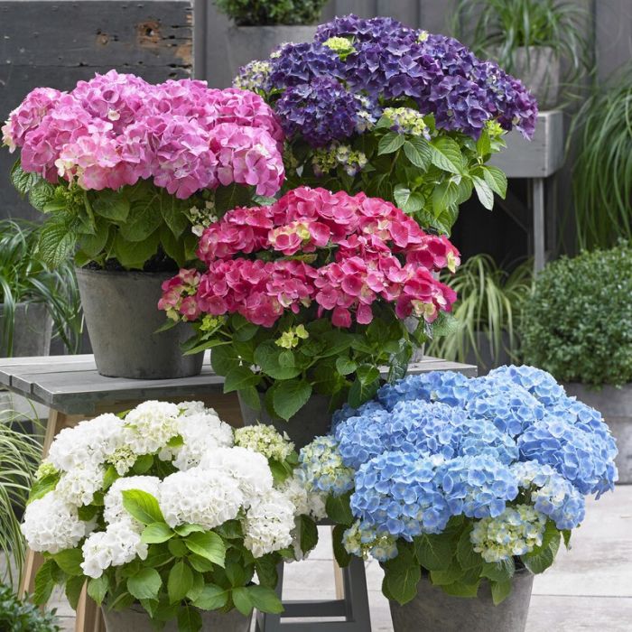 Hydrangea\u0020macrophylla\u0020\u0027Forever\u0020\u0026\u0020Ever\u0027\u0020\u002D\u0020Boerenhortensia Hydrangea\u0020macrophylla\u0020\u0027Forever\u0020\u0026\u0020Ever\u0027\u0020\u002D\u0020Boerenhortensia