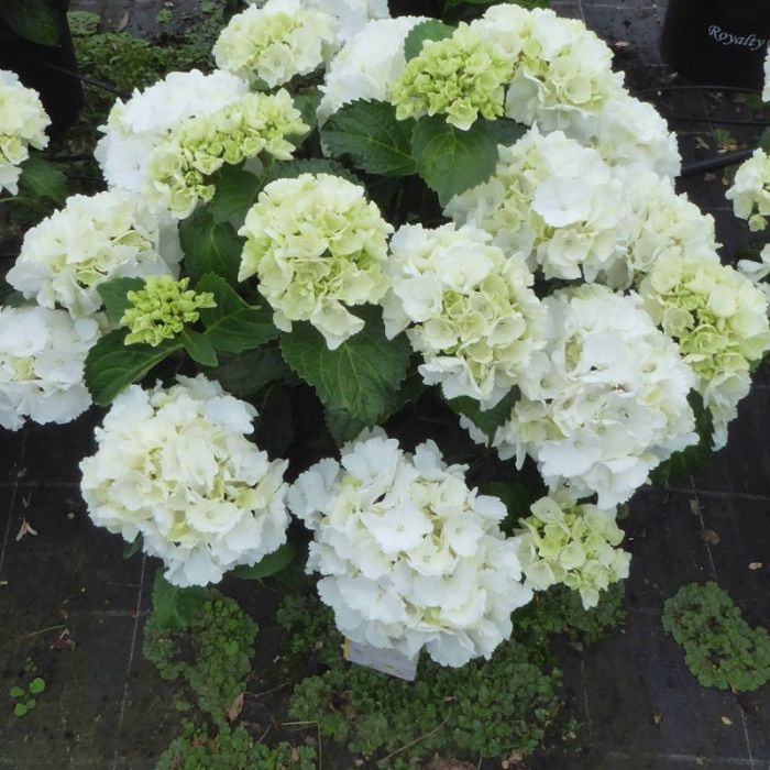 Hydrangea macrophylla 'Schneeball' - Boerenhortensia