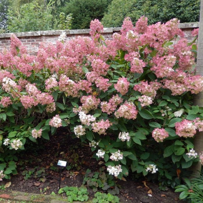 Hydrangea paniculata 'Phantom' - Pluimhortensia