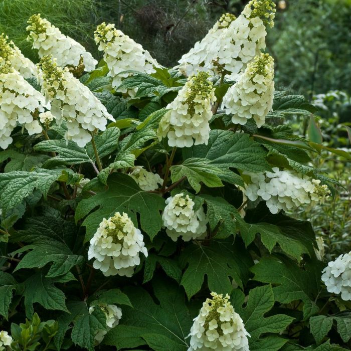 Hydrangea quercifolia 'Snow Giant' - Eikenbladhortensia