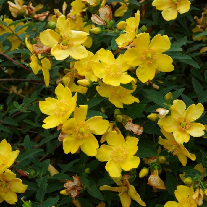 Hypericum 'Hidcote' - Hertshooi