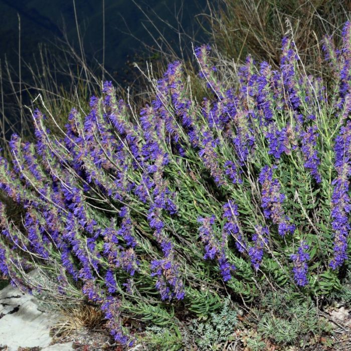 Hyssopus officinalis - Hysop