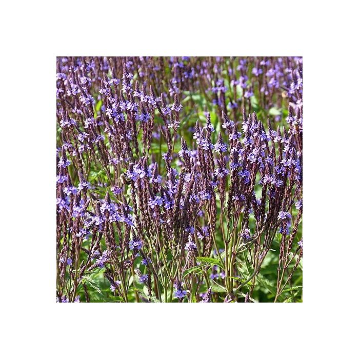 Verbena\u0020macdougalii\u0020\u0027Lavender\u0020Spires\u0027\u0020\u002D\u0020IJzerhard Verbena\u0020macdougalii\u0020\u0027Lavender\u0020Spires\u0027\u0020\u002D\u0020IJzerhard