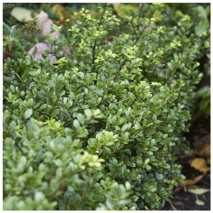 Ilex crenata 'Dark Green' - Japanse Hulst