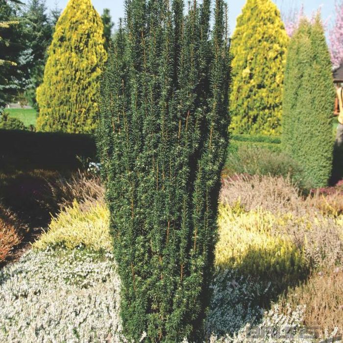 Ilex\u0020crenata\u0020\u0027Fastigiata\u0027\u0020\u002D\u0020Japanse\u0020Hulst Ilex\u0020crenata\u0020\u0027Fastigiata\u0027\u0020\u002D\u0020Japanse\u0020Hulst