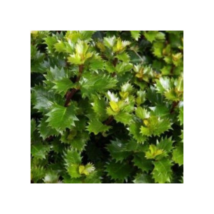 Ilex\u0020x\u0020meserveae\u0020\u0027Mondo\u0027\u0020\u002D\u0020Blauwe\u0020Hulst Ilex\u0020x\u0020meserveae\u0020\u0027Mondo\u0027\u0020\u002D\u0020Blauwe\u0020Hulst