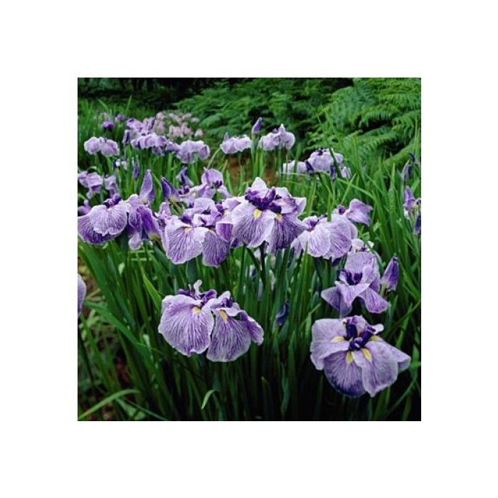 Iris ensata - Japanse Iris