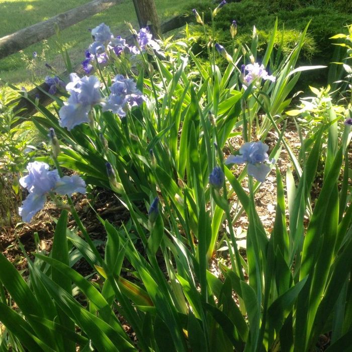 Iris\u0020germanica\u0020\u0027Babbling\u0020Brook\u0027\u0020\u002D\u0020Baardiris Iris\u0020germanica\u0020\u0027Babbling\u0020Brook\u0027\u0020\u002D\u0020Baardiris