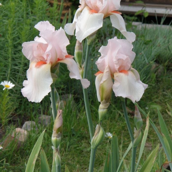 Iris germanica 'Pink Horizon' - Baardiris